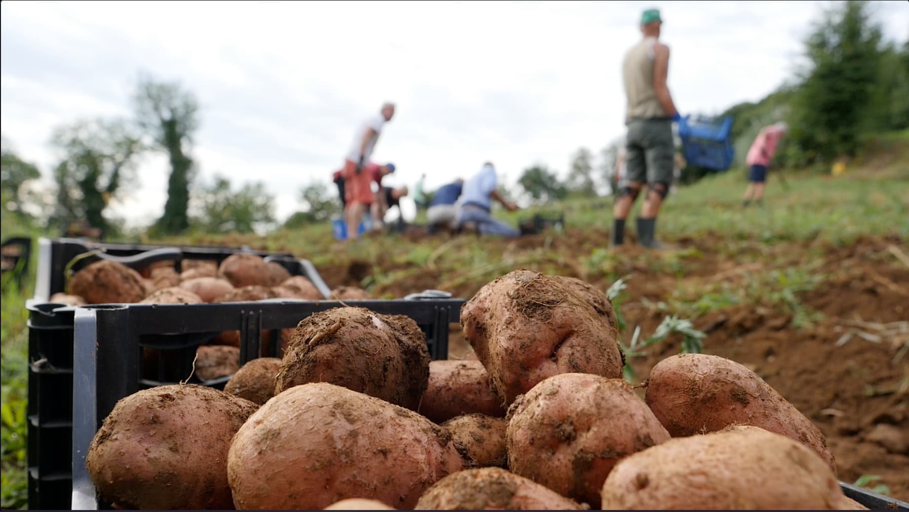 Raccolta delle patate nei campi del Cengio