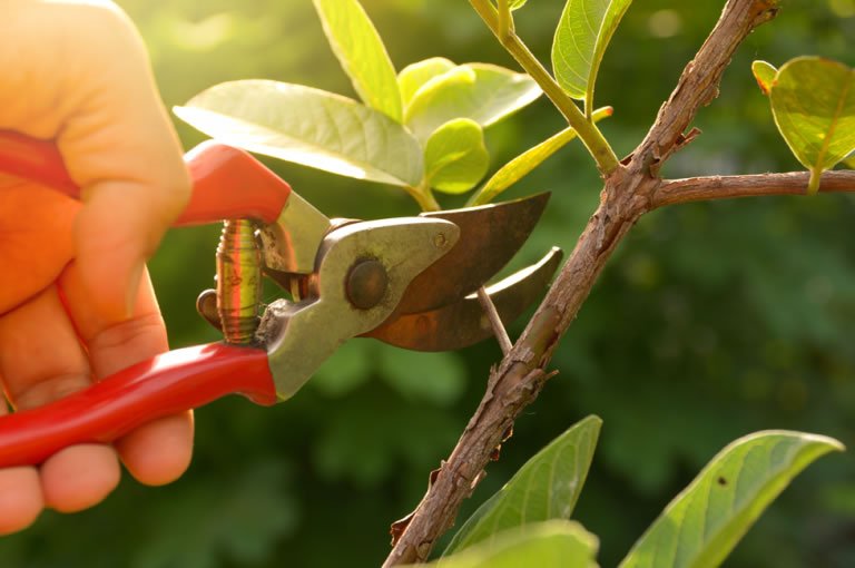 Potatura di un albero da frutto